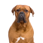 Petland Dunwoody Dogue de Bordeaux