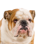 Petland Dunwoody Puppies For Sale English Bulldog