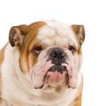 Petland Dunwoody English Bulldog