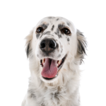 Petland Dunwoody English Setter