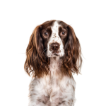 Petland Dunwoody English Springer Spaniel