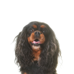 Petland Dunwoody English Toy Spaniel