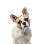 Petland Dunwoody French Bulldog