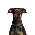 Petland Dunwoody German Pinscher