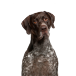 Petland Dunwoody German Shorthaired Pointer