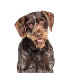 Petland Dunwoody Puppies For Sale German Wirehaired Pointer