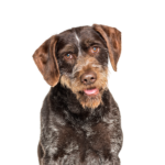 Petland Dunwoody German Wirehaired Pointer