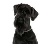 Petland Dunwoody Giant Schnauzer