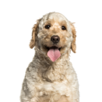Petland Dunwoody Puppies For Sale Goldendoodle