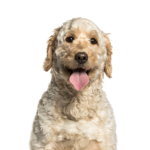 Petland Dunwoody Goldendoodle