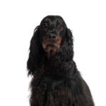 Petland Dunwoody Gordon Setter