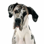 Petland Dunwoody Great Dane