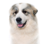 Petland Dunwoody Great Pyrenees