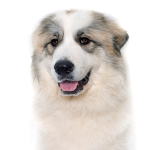 Great Pyrenees puppies breed