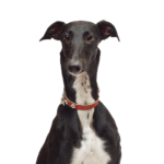 Petland Dunwoody Puppies For Sale Greyhound