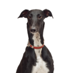 Petland Dunwoody Greyhound