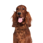 Petland Dunwoody Irish Setter