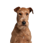 Petland Dunwoody Irish Terrier