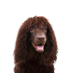 Petland Dunwoody Irish Water Spaniel