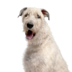 Petland Dunwoody Puppies For Sale Irish Wolfhound