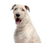 Petland Dunwoody Irish Wolfhound