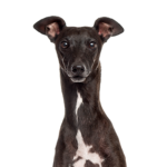 Petland Dunwoody Puppies For Sale Italian Greyhound