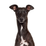 Petland Dunwoody Italian Greyhound