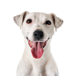Petland Dunwoody Jack Russell Terrier
