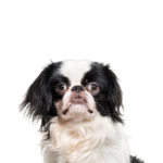 Petland Dunwoody Japanese Chin