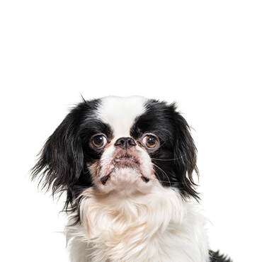 Japanese chin best sale images
