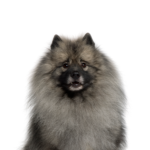 Petland Dunwoody Keeshond