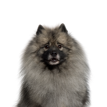 Keeshond Petland Dunwoody