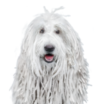 Petland Dunwoody Komondor