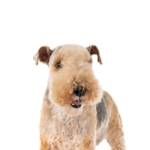 Petland Dunwoody Lakeland Terrier