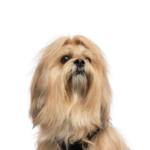 Petland Dunwoody Lhasa Apso