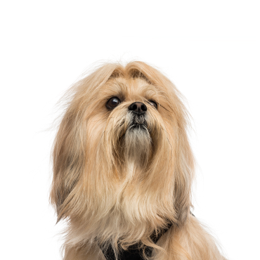 are lhasa apso the most intelligent dogs