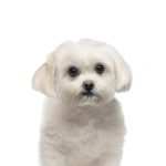 Petland Dunwoody Puppies For Sale Maltese
