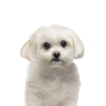 Petland Dunwoody Maltese