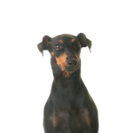 Petland Dunwoody Manchester Terrier