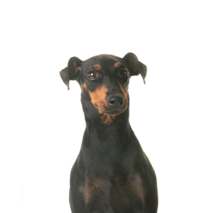 Manchester Terrier Petland Dunwoody