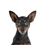 Petland Dunwoody Miniature Pinscher