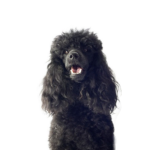 Petland Dunwoody Miniature Poodle