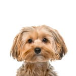 Petland Dunwoody Morkie