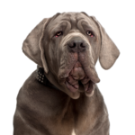 Petland Dunwoody Neapolitan Mastiff