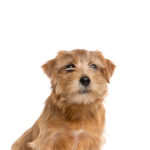 Petland Dunwoody Norfolk Terrier