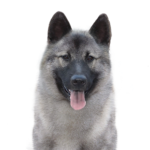 Petland Dunwoody Norwegian Elkhound