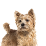 Petland Dunwoody Puppies For Sale Norwich Terrier