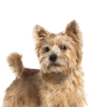 Petland Dunwoody Norwich Terrier