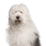 Petland Dunwoody Old English Sheepdog