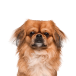 Petland Dunwoody Pekingese